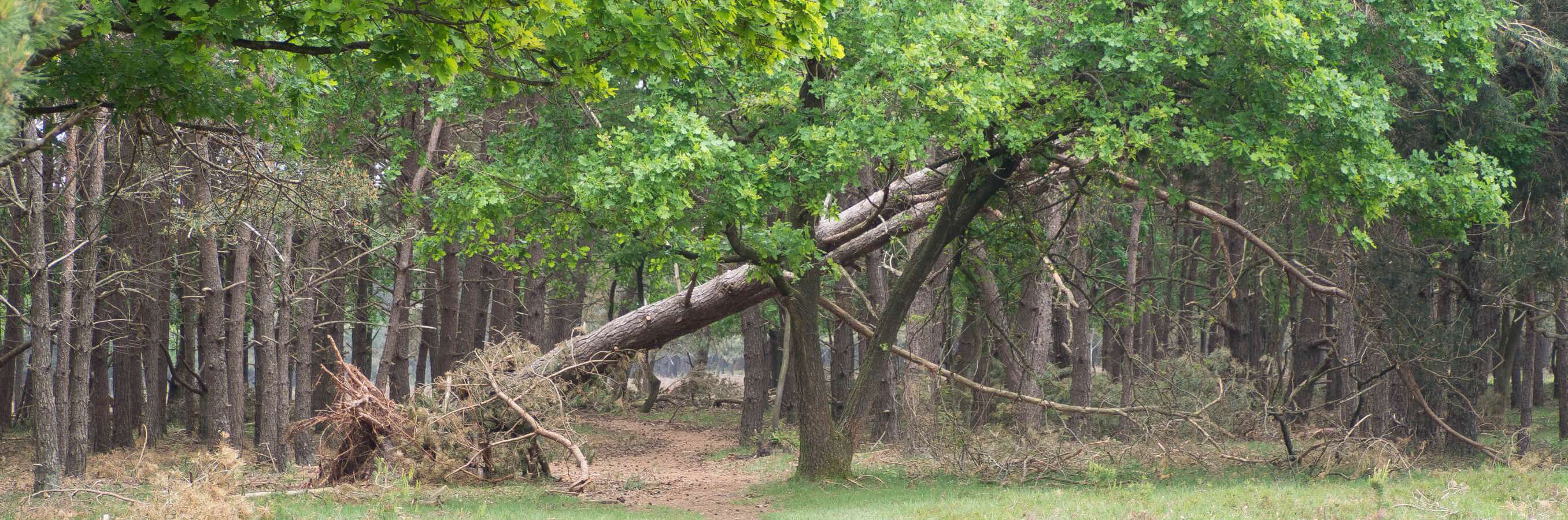 Bussum heide omgevallen boom nabij locatie mindfulness training
