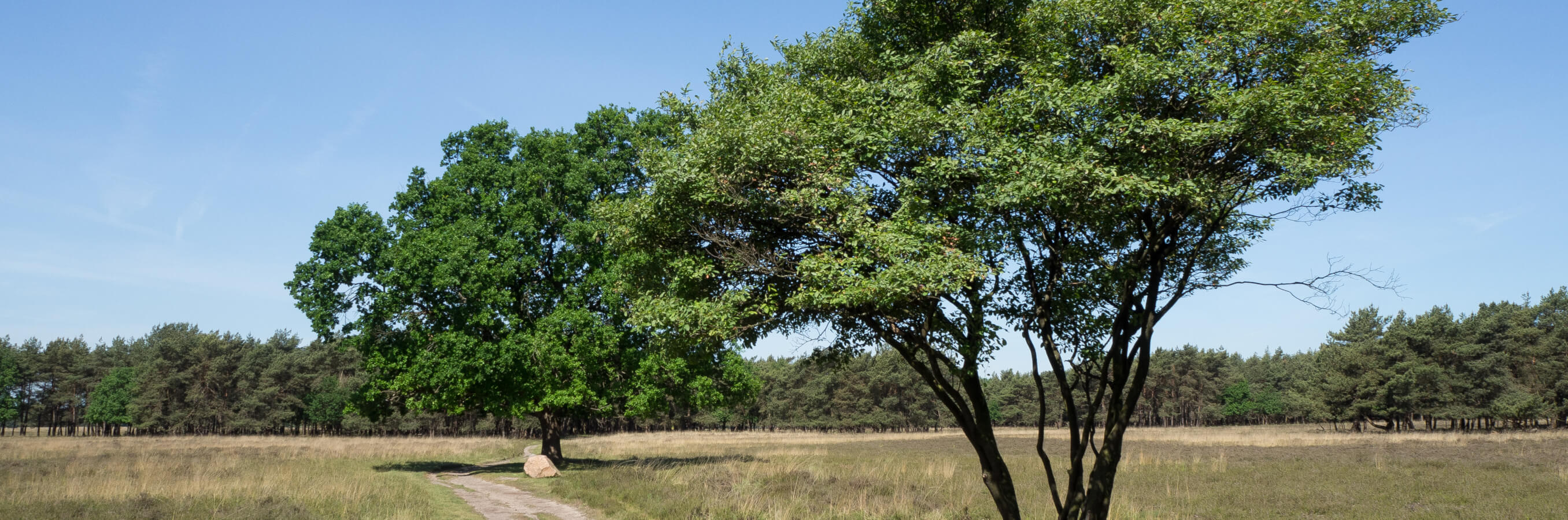 Bussum heide twee bomen nabij locatie mindfulnesstraining