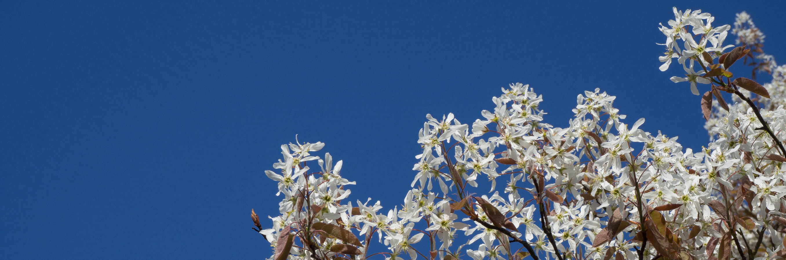 Heide Bussum krentenboom met bloemen - lezen over compassie